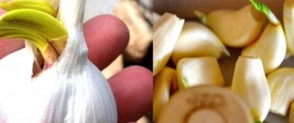 Αυτός είναι ο λόγος που δεν πρέπει να πετάμε τα σκόρδα με φύτρες – Ομορφιά & Υγεία