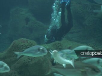 Υπέροχες εικόνες από τον Αγιασμό υδάτων στο Ενυδρείο Κρήτης – Ελλάδα