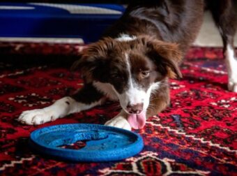 Το καλύτερο κόλπο: Έτσι θα καθαρίσετε αποτελεσματικά τις ακαθαρσίες του σκύλου από το χαλί – Σπίτι