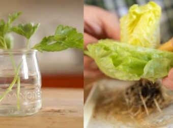 Βγάζει την καρδιά μαρουλιού και την τοποθετεί σε νερό – Αυτό που συνέβη μετά από μια εβδομάδα είναι απίστευτο! (video) – Γεύση