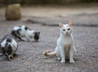 Κτηνωδία στην Σίκινο: Δηλητηρίασαν δεκάδες γάτες – Βρέθηκαν πτώματα, ενώ αγνοούνται οι περισσότερες – Ελλάδα