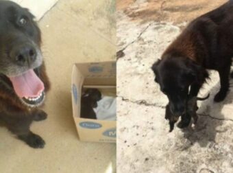 Η συγκινητική στιγμή που σκυλίτσα σώζει εγκαταλελειμμένο κουτάβι από τα σκουπίδια – Funny-Περίεργα
