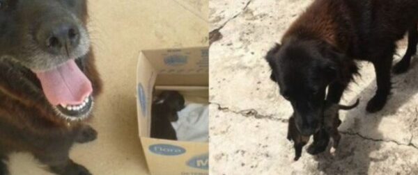 Η συγκινητική στιγμή που σκυλίτσα σώζει εγκαταλελειμμένο κουτάβι από τα σκουπίδια – Funny-Περίεργα