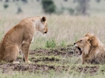 Η απίστευτη σκηνή ζηλοτυπίας ανάμεσα σε ένα ζευγάρι λιονταριών (εικόνες) – Funny-Περίεργα