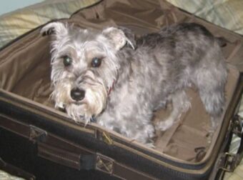 Συγκινητικό: Αυτός ο σκύλος μπήκε κρυφά σε βαλίτσα για να επισκεφτεί την ετοιμοθάνατη ιδιοκτήτρια του – Η αντίδραση της όταν τον είδε… – Funny-Περίεργα