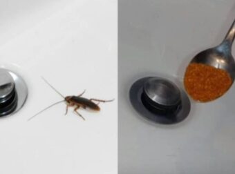 Τέλος οι κατσαρίδες: Με μόλις μια κουταλιά θα τις εξαφανίσεις για μήνες από το μπάνιο σου – Σπίτι