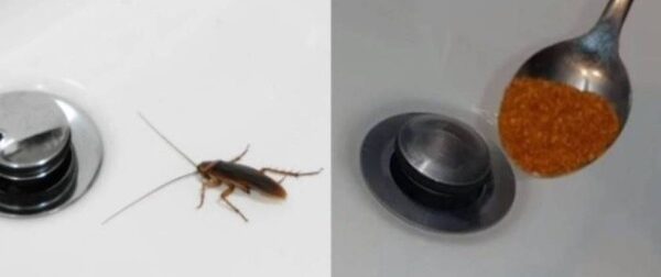 Τέλος οι κατσαρίδες: Με μόλις μια κουταλιά θα τις εξαφανίσεις για μήνες από το μπάνιο σου – Σπίτι