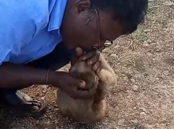 Το πιο συγκινητικό βίντεο: Οδηγός ταξί επαναφέρει στη ζωή μία μαϊμού με τεχνητή αναπνοή – Funny-Περίεργα