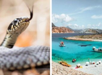 Αυτό είναι το ελληνικό νησί που δεν έχει καθόλου φίδια! – Viral