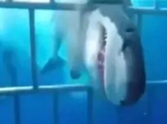 Η τρομακτική στιγμή που μεγάλος λευκός καρχαρίας επιτίθεται σε δύτες μέσα σε κλουβί – Videos