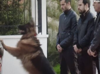 Σασμός: Η σκηνή με τον σκύλο του Πετρή συγκλόνισε το Twitter – MEDIA & TV