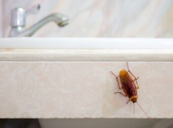 Κατσαρίδες τέλος! Με αυτό το φυτό δεν θα τις ξαναδείτε στο σπίτι σας – Σπίτι