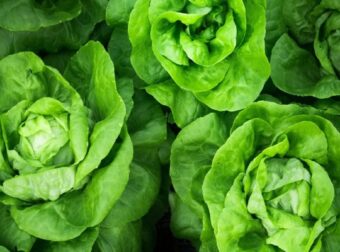 "Θαυματουργό" λαχανικό; Τα 4+1 οφέλη που έχει για τον οργανισμό το μαρούλι – Ομορφιά & Υγεία