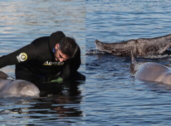 Αισιόδοξα νέα για τη φάλαινα στον Άλιμο – Βγήκε μόνη της στην ανοιχτή θάλασσα μετά τη θεραπευτική αγωγή