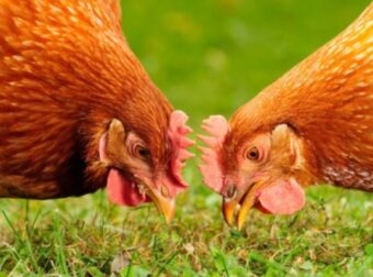 Τα κοτόπουλα του Γιωρίκα… Το ανέκδοτο της ημέρας (30/1) – Funny-Περίεργα