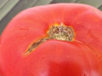 Τι να κάνετε με τις ντομάτες που σκάνε και έχουν ρωγμές – Μην τις πετάτε – Συνταγές