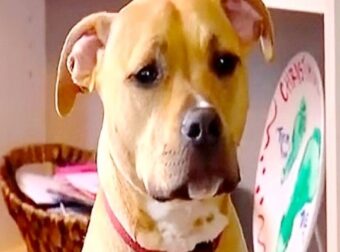 Ήρωας πίτμπουλ σώζει τη ζωή μικρού παιδιού που λιποθυμά στο μπάνιο – Funny-Περίεργα