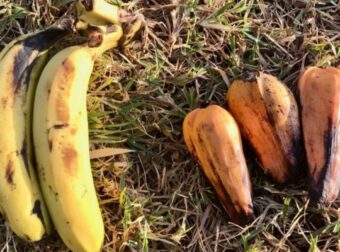 Enset: Οι επιστήμονες ανακάλυψαν το «Δέντρο Κατά Της Πείνας» στην Αφρική – Κόσμος