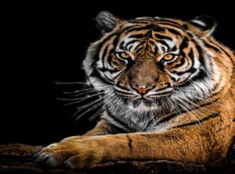 Σκότωσαν τίγρη σε ζωολογικό κήπο – Ο λόγος θα σας σοκάρει – Funny-Περίεργα