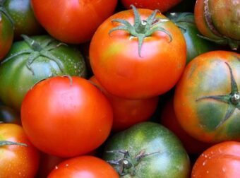 Προσοχή με τις μεταλλαγμένες ντομάτες –  Ο τρόπος για να τις ξεχωρίσετε – Ομορφιά & Υγεία