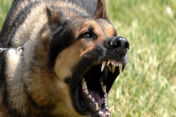 Λάρισα: Σκύλος επιτέθηκε σε ανήλικη – Πώς την έσωσε ο πατέρας της – Ελλάδα