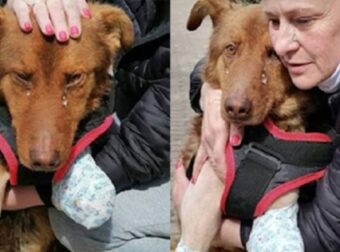 Συγκινητικό: Αυτός ο αξιολάτρευτος σκυλάκος χωρίς μπροστινά πόδια δακρύζει όταν για πρώτη φορά… (Βίντεο) – Funny-Περίεργα