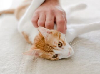 6 + 1 οφέλη της υγείας των ανθρώπων που ζουν με γάτες – Ομορφιά & Υγεία