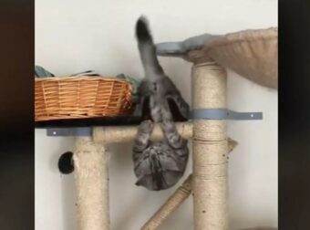 Γάτα-ακροβάτης κάνει απίστευτο "νούμερο" στο μονόζυγο (video) – Funny-Περίεργα