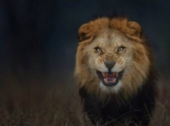 8χρονο αγοράκι πάλεψε μ' ένα λιοντάρι: Λίγα λεπτά μετά το… θαύμα είχε γίνει! – Funny-Περίεργα