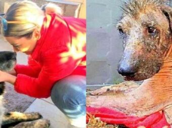 Τερατώδες: Λιθοβολούσαν άρρωστη σκυλίτσα κάθε φορά που ζητούσε βοήθεια μέχρι που… – Funny-Περίεργα