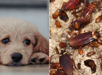 Αυτό είναι το αντικείμενο των σκύλων που προσελκύει τις κατσαρίδες – Funny-Περίεργα