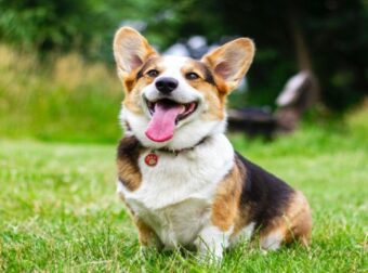 Δε μάζεψε τα περιττώματα του σκύλου και έφαγε πρόστιμο «μαμούθ»: Την εντόπισαν μέσω… DNA! – Funny-Περίεργα