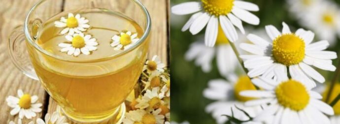 Χαμομήλι: Ένας «Φίλος» Για Την Υγεία Μας Και Τα Άγνωστα Οφέλη Του