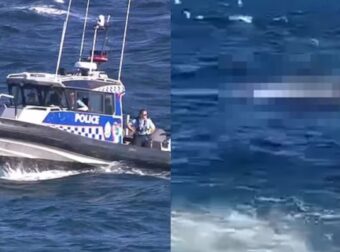 Η φρικιαστική στιγμή που καρχαρίας τρώει κολυμβητή σε παραλία του Σίδνεϊ (video) – Κόσμος