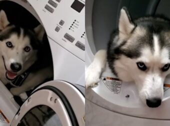 Σκανταλιάρης σκύλος σκαρφαλώνει στο στεγνωτήριο και αυτό που ακολουθεί δεν θα το πιστεύετε (video) – Funny-Περίεργα