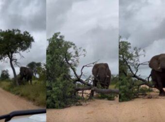 Ξεκαρδιστικό! Ελέφαντας ρίχνει κάτω δέντρο και ο λόγος θα σας αφήσει άφωνους (video) – Funny-Περίεργα