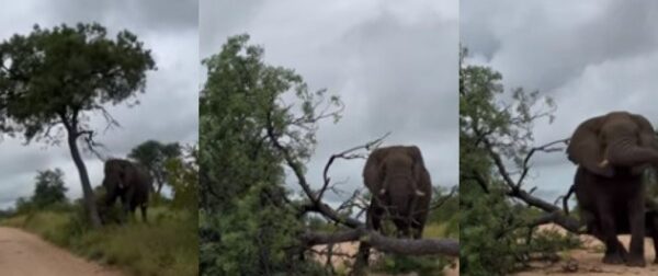 Ξεκαρδιστικό! Ελέφαντας ρίχνει κάτω δέντρο και ο λόγος θα σας αφήσει άφωνους (video) – Funny-Περίεργα