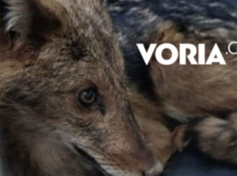 Θεσσαλονίκη: Τραυματισμένο λυκάκι βρήκε καταφύγιο σε βιβλιοπωλείο