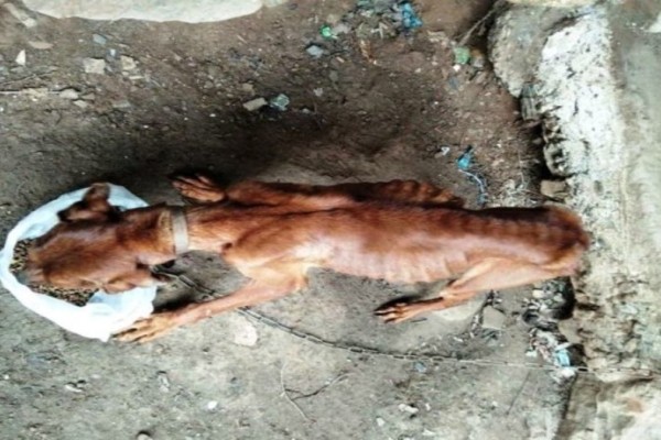 Θλιβερή εικόνα στην Κρήτη: Σκύλος βρέθηκε σκελετωμένος και αλυσοδεμένος (photos) – Ελλάδα