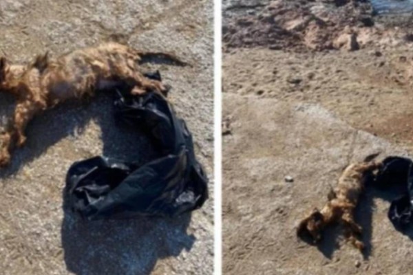 Αποτροπιασμός στη Βούλα: Πέταξαν σκύλο στη θάλασσα μέσα σε σακούλα – Ελλάδα