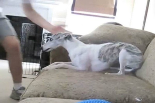 Έβαλε κρυφή κάμερα για να δείξει στα αφεντικά τι έκανε ο σκύλος τους όσο έλειπαν – Όταν είδαν, τα έχασαν – Videos