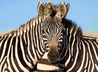 Ελάχιστοι απαντούν σωστά: Ποια ζέβρα κοιτάει την κάμερα -Η εικόνα μπερδεύει εκατομμύρια χρήστες του ίντερνετ