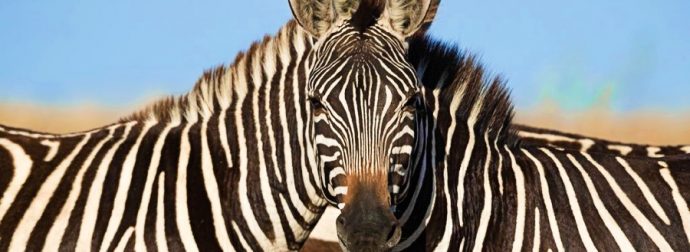 Ελάχιστοι απαντούν σωστά: Ποια ζέβρα κοιτάει την κάμερα -Η εικόνα μπερδεύει εκατομμύρια χρήστες του ίντερνετ