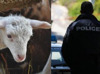Κρήτη: Συνελήφθη 46χρονη που έσφαζε αρνί – Στην καρότσα αγροτικού είχε άλλα 4 πεθαμένα ζώα και 4 ζωντανά