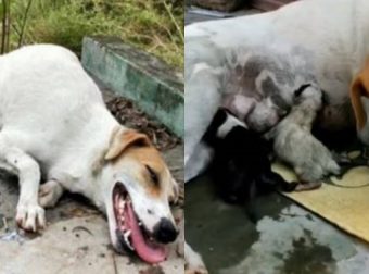 Εξαντλημένη Έγκυος Σκυλίτσα Ξαπλώνει Στη Μέση Του Δρόμου Και Εκπλιπαρεί Για Βοήθεια (pics)