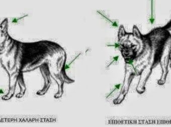 Σκύλος: Τι Σημαίνει Η Γλώσσα Σώματος Ενός Σκύλου